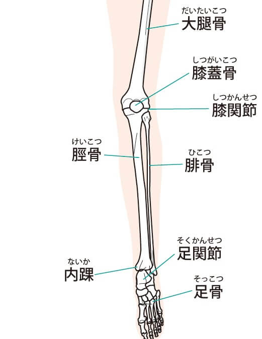 大腿骨と脛骨